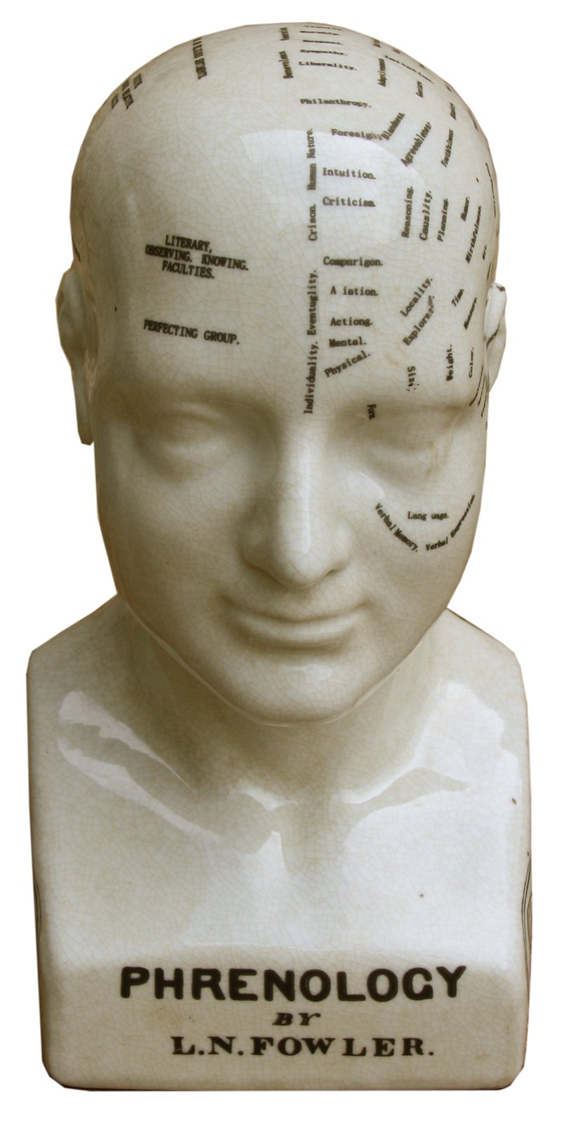 Medium Ceramic Phrenology Head, 25cm