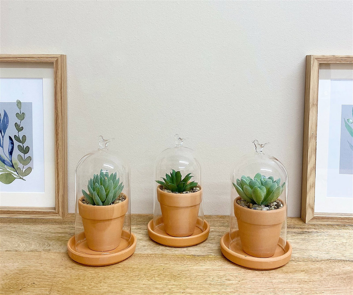 Faux Succulent In Pot Glass Dome