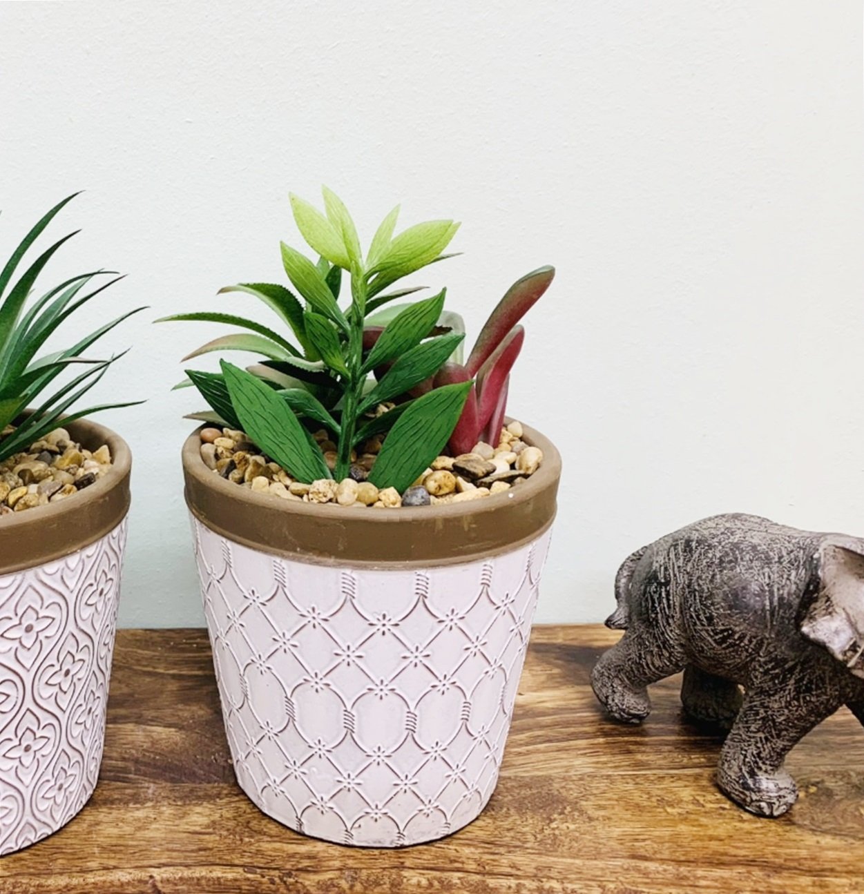 Succulents In White Terracotta Pot